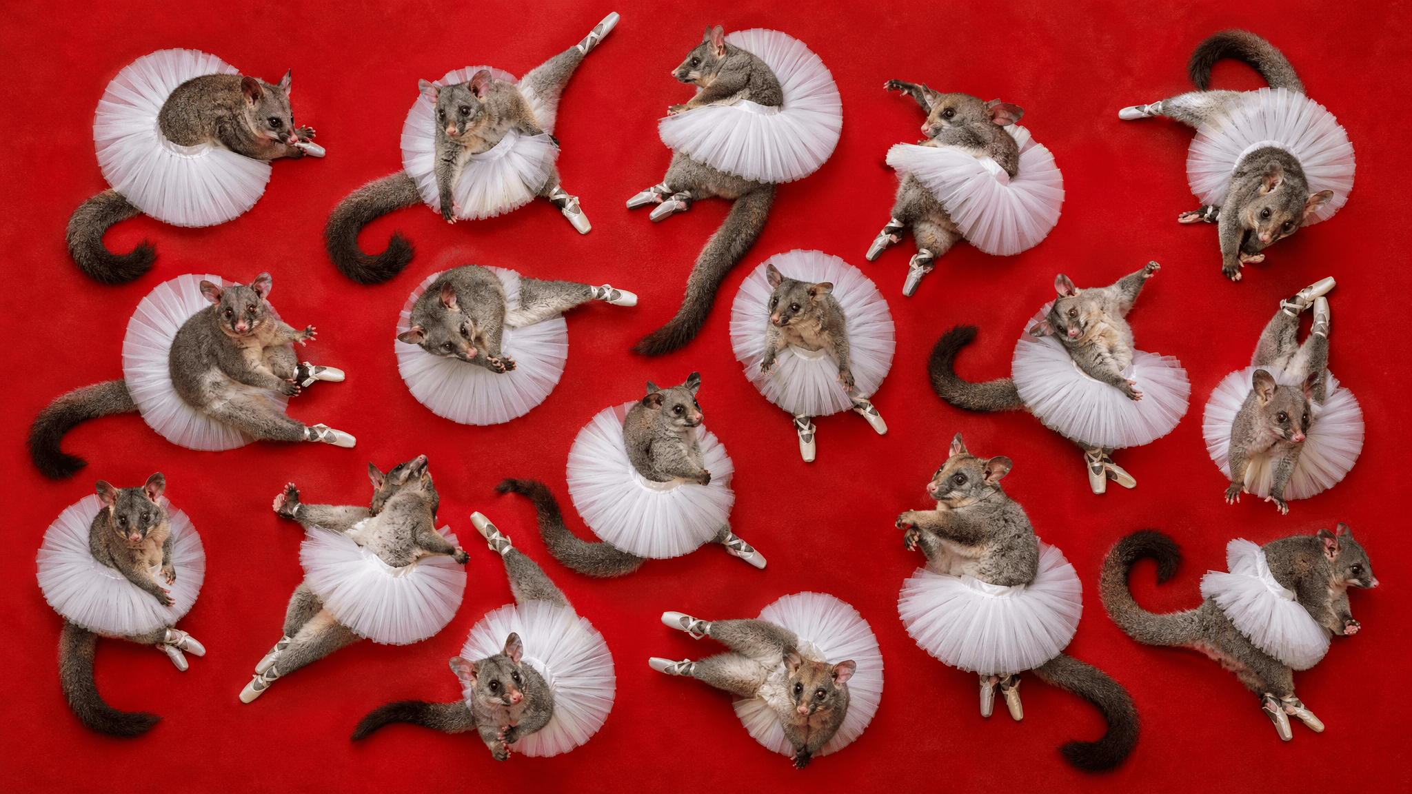Possum ballerinas on red — GPT Image 2.